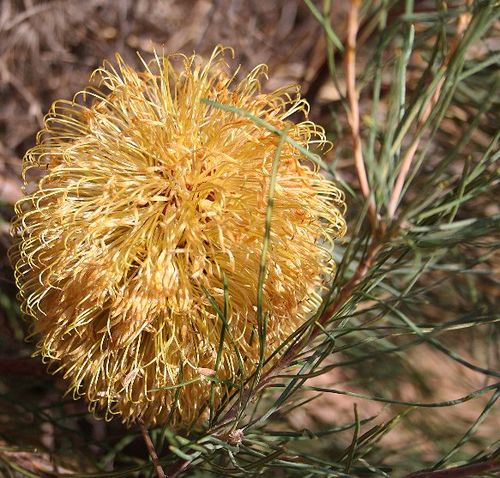 Banksia leptophylla